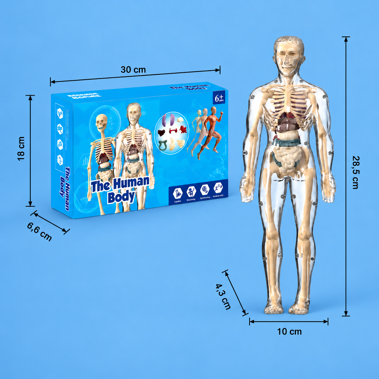 Human Body Anatomy STEM Learning Kit with Assemble-Your-Own Organ Model
