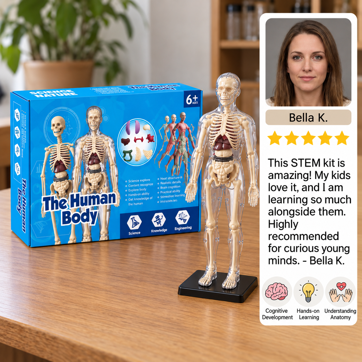 Human Body Anatomy STEM Learning Kit with Assemble-Your-Own Organ Model